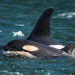 L86 and new calf L125 (Dave Ellifrit, Center for Whale Research Photo).