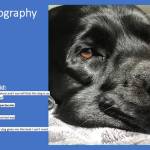 Abbys Dog Waylon was the first place prize-winner in the Pet Photography category of the Sources of Strength contest (Courtesy Photo).