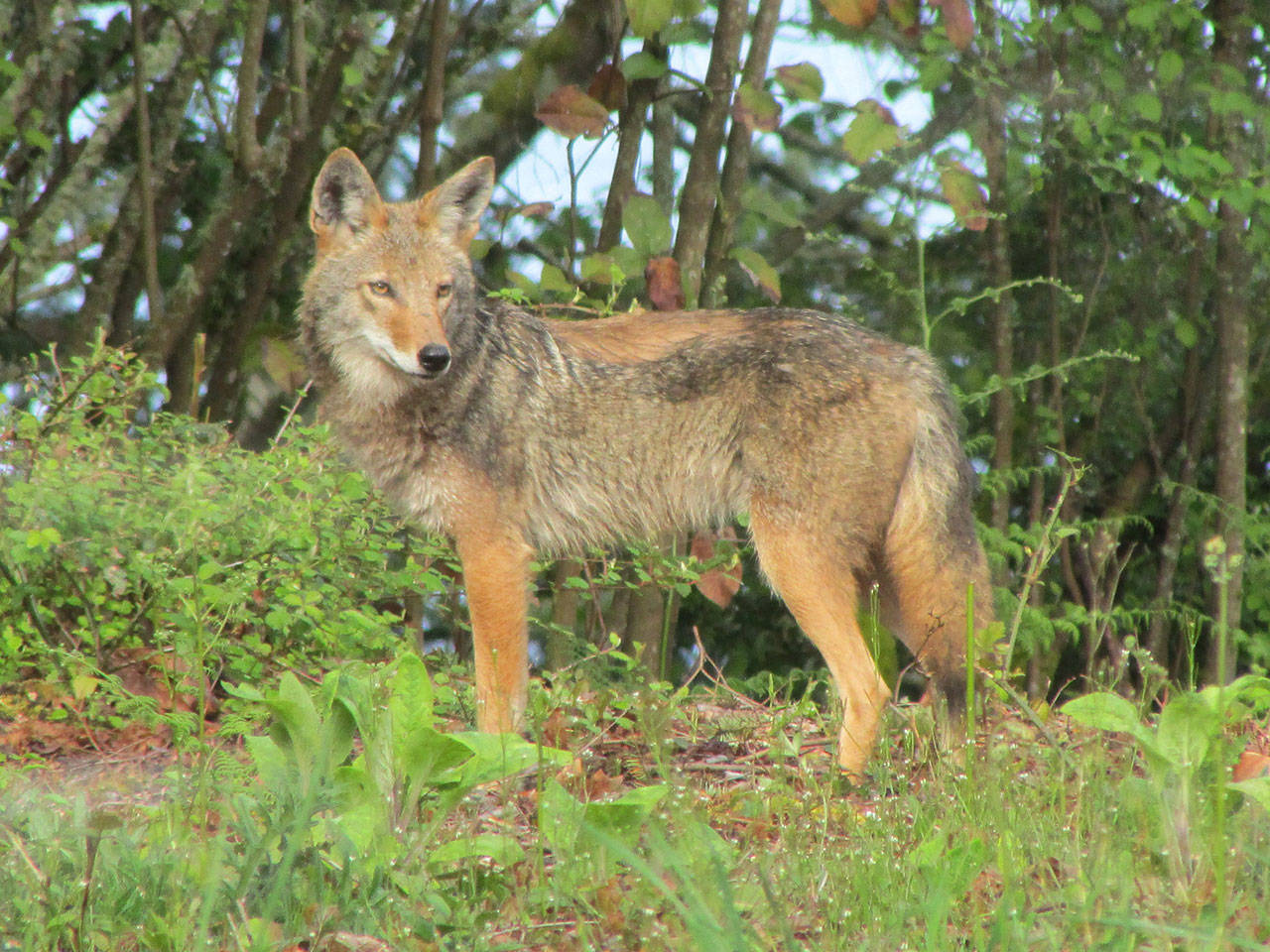 Nature Center Taking a Closer Look at Island Coyotes | Vashon