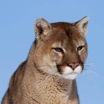 A cougar portrait by Mark Elbroch, a well-known expert on mountain lions (Mark Elbroch Photo).