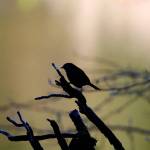 Even Song | VIVA Member Show 2021 (Peter Hapman).