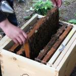 Pedro Miola removes a panel out of the hive box. (Photo by Cameron Sheppard)