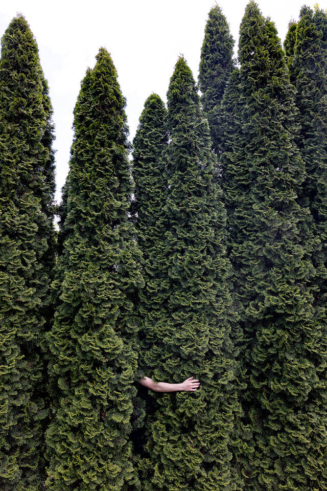 An exhibit of works by Shelley Hanna, Burns Park, can be seen at Snapdragon (Shelley Hanna Artwork).