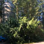 Westsides 33-year-old water tower looms above S.W. 156th Street (Mary Bruno Photo).