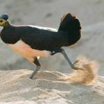 (Photo Courtesy of Kevin Schafer/ALTO ) A picture of the maleo. These birds live on the island of Sulawesi in Indonesia and have been the focus of Vashon-based Alliance for Tompotika Conservations (AlTo) work for over a decade.