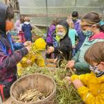 (Dana Schuerholz Photo) VGS students strip the Whipple dry beans they seeded and grew as part of the Seed Growers Network on Vashon.