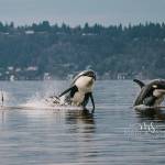 (Marla Smith Photos) In the late fall and early winter, chum salmon start running in South Puget Sound, which brings the fish-eating Southern Resident Orcas as seasonal Vashon visitors. Last week, the whales first visit of the year kicked off a multi-day extravaganza of rising fins, spy hops, full-body breaching and tail flukes. Pictured here are J-Pod whales at Point Robinson on Nov. 25.