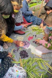 (Dana Schuerholz Photo) Vashon Green School students sort through varieties of beans, back in September, as part of a seed-cultivation project that they have been engaged in since the spring of 2021. The students Vashon-grown Whipple dry beans, in hand-made seeds packets, will be available for free at the Seed Swap on Sunday, Feb. 27.