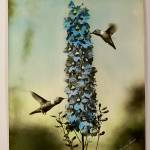 (Norman Edson Photo) This historical photograph, titled by Norman Edson as The Rivals, captures the aerial dance of hummingbirds on Vashon.