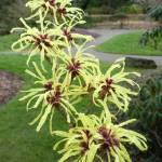 (Jim Diers Photo) Witch hazel grown at Kubota Garden in the Rainier Beach neighborhood of Seattle.