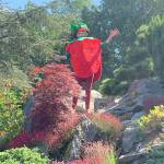 (Courtesy Photo) Board Member and past Mukai Farm & Garden president, Kay Longhi, embodied the character of Mukais Marshall Strawberry at the 2021 Strawberry Festival. This year, another board member will take on the role, serving as Grand Marshal of the festival parade.