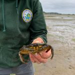 WDFW staffer holds large European Green Crab at Willapa Bay. Photo courtesy of Chase Gunnell.