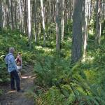 Walkers rest amid the trees in Island Center Forest. (Susie Fitzhugh Photo)