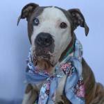 Petey the pit bull is a sweet boy who just wants to be with people  despite the fact that people in the past have clearly not been good to him. (Phil Clapham Photo)