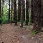 Shelley Hannas annual photography show, Isle of the Dead, returns to Snapdragon Bakery Café on Oct. 14 Shelley Hanna Photo).