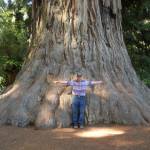 The author reached Redwood National Park to stretch out beside this beauty in the Lady Bird Johnson Grove, but it took some extra time. (Courtesy Photo)