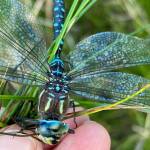 This paddle-tailed darner was found with a punctured wing in the grass  its bright blue stripes undiminished in death (Kathryn True Photo).