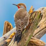 A photograph of a Northern Flicker, by Alice Burns, graces the cover of the 2023 calendar created by Vashon Audubon (Alice Burns Photo).