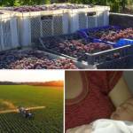 Scenes from the documentary film, Children of the Vine, detail the health impacts of glyphosate  the primary active ingredient in Monsantos Roundup  which has been banned in some cities in the United States as well as a number of other countries (Courtesy Photo).