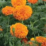 From the bounty of seeds and earth, bright orange marigolds pop up on Vashon (Jen Williams Photo).