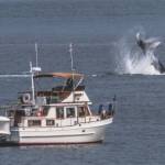 These photos of Malachite were taken with a large telephoto lens from Vashons south end (Alice E. Burns Photos).