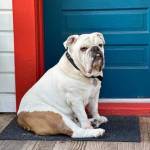 Mayor Buddy had a good run (Courtesy Photo).