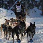 Richie Diehl drives his dog team during the Restart of the Iditarod Trail Sled Dog Race in Willow on Sunday, March 4. (Bill Roth / ADN)