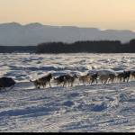 Matthew Failor drives his dog team down the Susitna River during the Restart of the Iditarod Trail Sled Dog Race on Sunday, March 4, 2018. (Bill Roth / ADN)