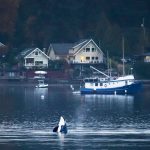 As night fell over Quartermaster Harbor on Sunday, an orca spy-hopped out of the water. This photograph was taken at the end of Kingsbury Road, looking across the inner harbor to the west towards Burton. (John Decker Photo).