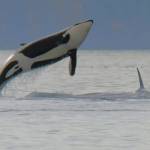 A member of J Pod breaches at Port Robinson on Nov. 5. (Jim Diers Photo).