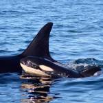 Photo Courtesy of Maya Sears (NMFS Permit 27052)