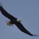 A bald eagle in flight. Jim Diers photo