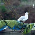 Alex Bruell photo
A gull stands on the rigging of a ship in Quartermaster Harbor.