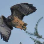 Jim Diers photo
A red-tailed hawk.