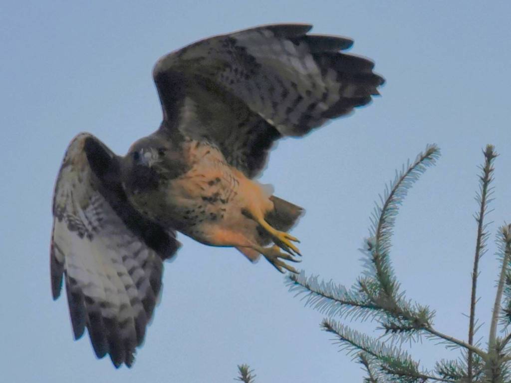 Jim Diers photo
A red-tailed hawk.