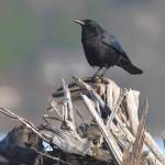 Jim Diers photo
An American crow.