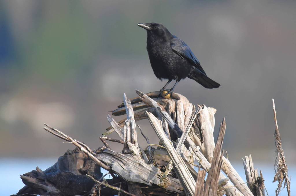 Jim Diers photo
An American crow.