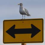 A glaucous-winged gull considers its next direction in life. Jim Diers photo