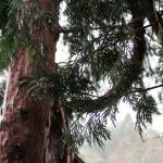 Alex Bruell photo
A tree accumulates rain during a cold January day.