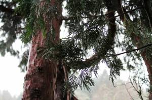 Alex Bruell photo
A tree accumulates rain during a cold January day.