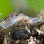 Opalescent nudibranch (Hermissenda opalescens) travels the pilings at Dockton Park (Bella Ormseth Photo).