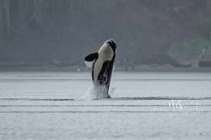 J Pod briefly passes by Vashon-Maury Island on Wednesday, Feb. 21. The killer whales were spread out and mostly stayed far from shore, photographer Marla Smith said.