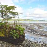 File Photo by Shango Los
A log supports new growth at Fern Cove.