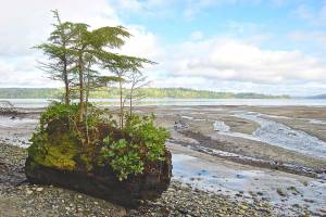 File Photo by Shango Los
A log supports new growth at Fern Cove.