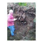 Island contractor Frank Zellerhoff, Jr. works on a leaking pipe, the damage caused by a tree growing just above it, on Maury island. Photo courtesy Dave Stoltz.