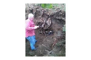 Island contractor Frank Zellerhoff, Jr. works on a leaking pipe, the damage caused by a tree growing just above it, on Maury island. Photo courtesy Dave Stoltz.