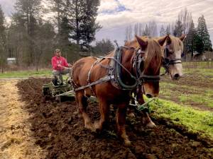 Northbourne Farm thrives under the stewardship of the intergenerational Cassel-Fuller-Smutko family and their hard-working draft horses: an English Suffolk Punch (Roy) and a Belgian (Linda). Photo courtesy Northbourne Farm.