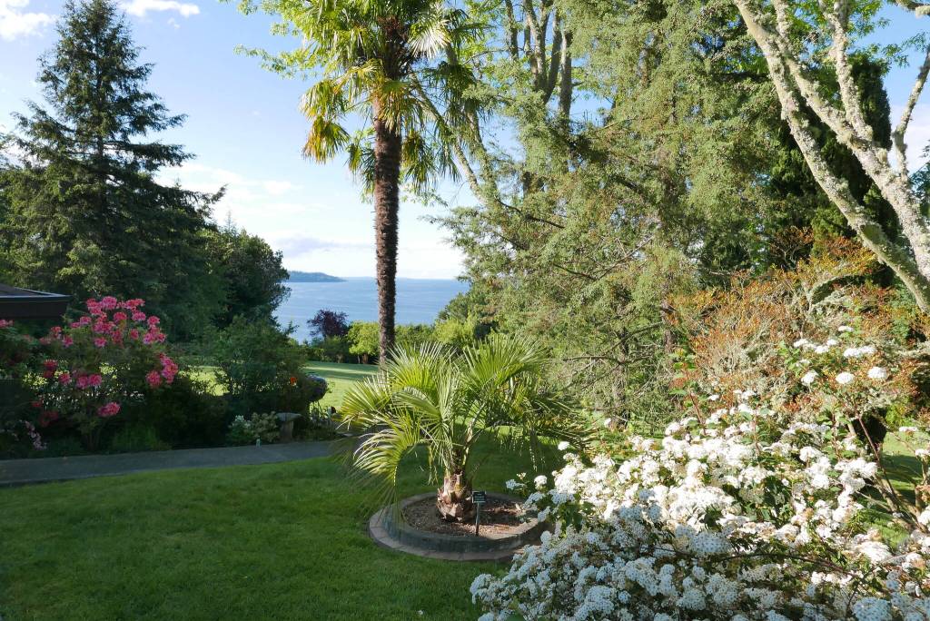 Breathtaking vistas at Accidental Arboretum are framed by Afghan Pine, Hungarian Oak, Palestinian Oak, Cedar of Lebanon, Persian Ironwood, Mt. Tabor Oak, Swiss Mountain Pine, and more. Photo courtesy Margaret and Gary Koch.