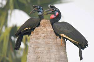 Island photographer Jim Diers captured this photo of a pair of Abyssinian ground hornbills during his recent trip to Uganda. Diers gave a presentation on that trip following a vote on Monday (April 15) evening by the Vashon Audubon to rename itself to the Vashon Bird Alliance. Jim Diers photo.