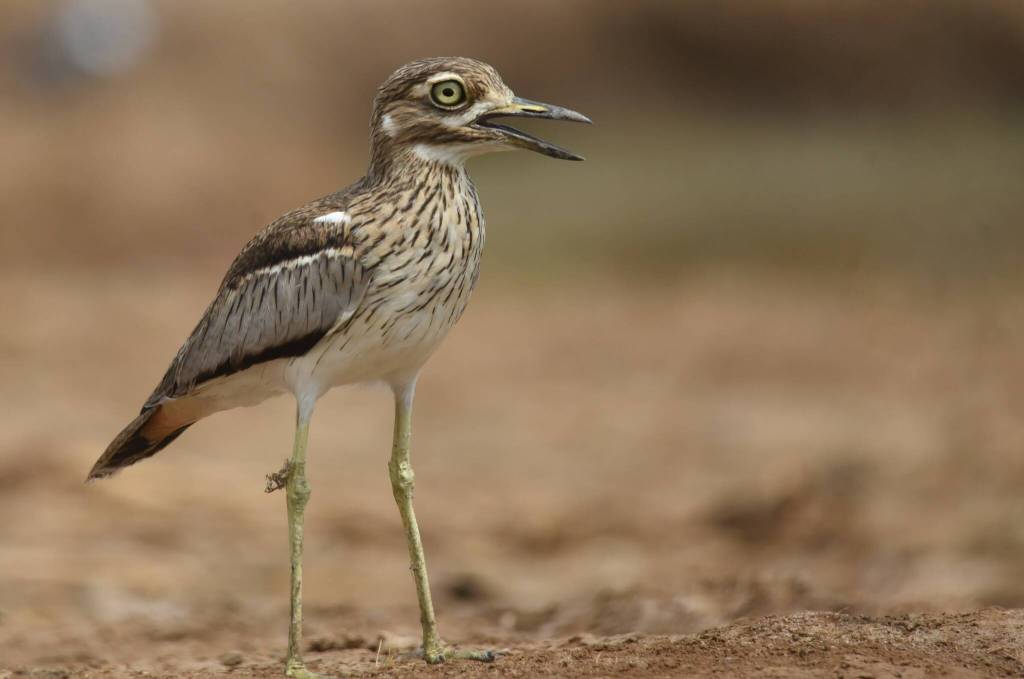 A spotted thick knee.